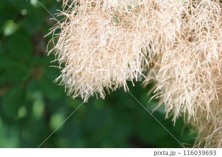 スモークツリーの花 スモークツリーの花 116039693