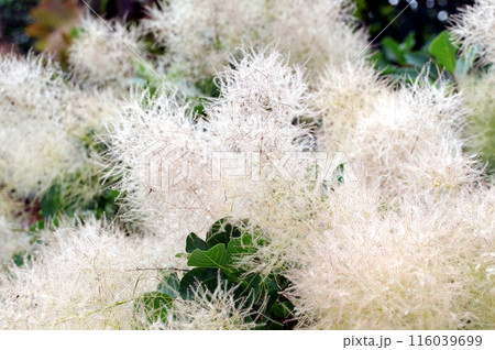 スモークツリー スモークツリー 116039699