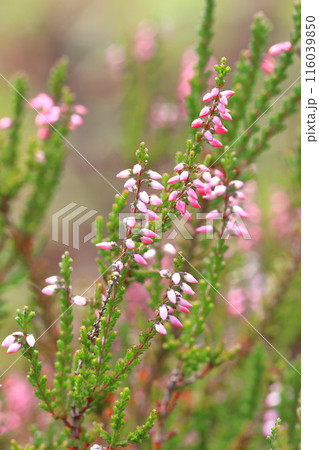カルーナ(ギョリュウモドキ)の花 カルーナ(ギョリュウモドキ)の花 116039850