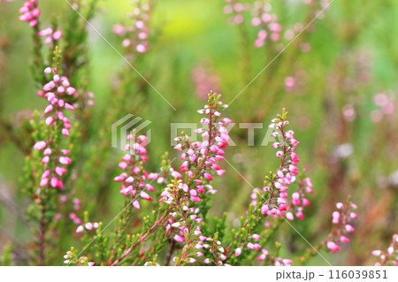 カルーナ(ギョリュウモドキ)の花 カルーナ(ギョリュウモドキ)の花 116039851