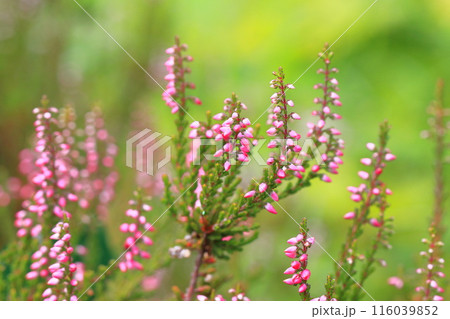 カルーナ（ギョリュウモドキ）の花 116039852