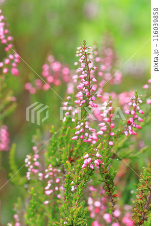 カルーナ（ギョリュウモドキ）の花 116039858