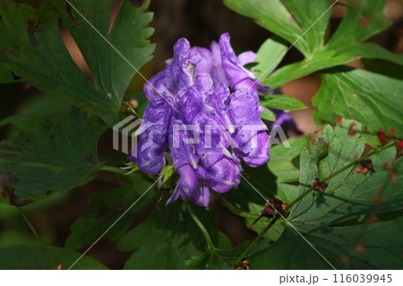 林間に咲くヤマトリカブト 山野草 紫色の花 林間に咲くヤマトリカブト 山野草 紫色の花 116039945