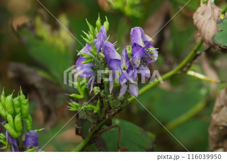林間に咲くヤマトリカブト 山野草 紫色の花 林間に咲くヤマトリカブト 山野草 紫色の花 116039950