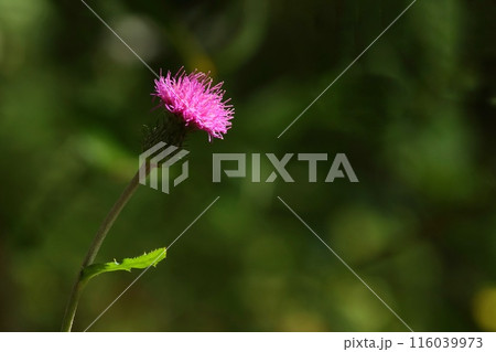 草原に咲くタムラソウ ピンク色の花 山野草 草原に咲くタムラソウ ピンク色の花 山野草 116039973