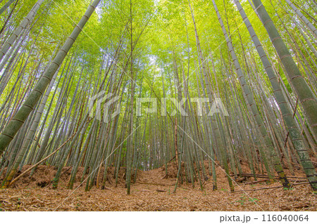 鞍手町・剣岳の緑豊かな竹林の風景 116040064