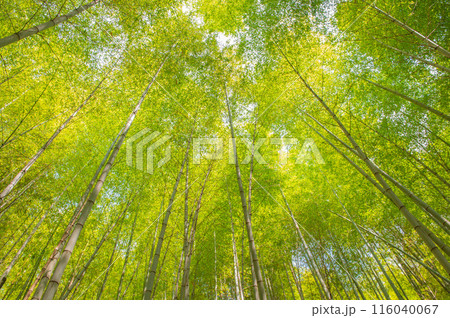 鞍手町・剣岳の緑豊かな竹林の風景 116040067