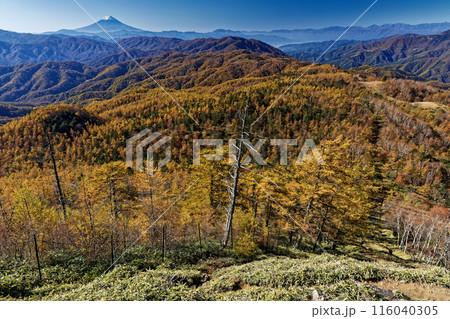 奥秩父・笠取山から見るカラマツの黄葉と富士山 奥秩父・笠取山から見るカラマツの黄葉と富士山 116040305