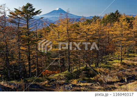 笠取山付近のカラマツの黄葉と富士山の眺め 116040317