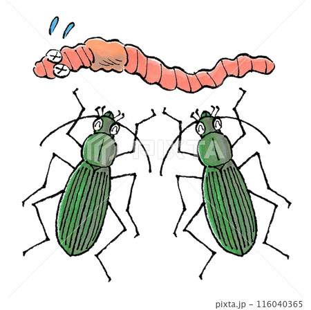 ミミズを襲うアオオサムシ 116040365