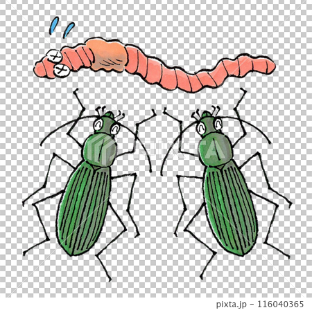 ミミズを襲うアオオサムシ 116040365