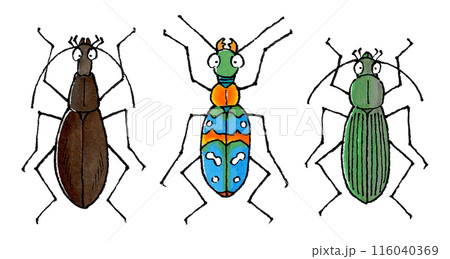 36mm】ツチハンミョウ モロッコ産 オサムシマイマイカブリ 昆虫標本