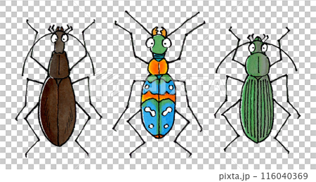 オサムシセット(マイマイカブリ、ハンミョウ、アオオサムシ)のイラスト