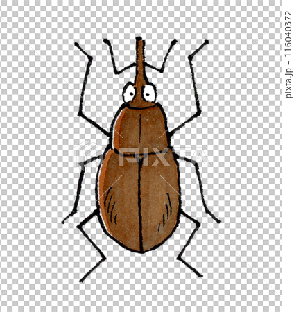 穀物象鼻蟲 穀物象鼻蟲 116040372