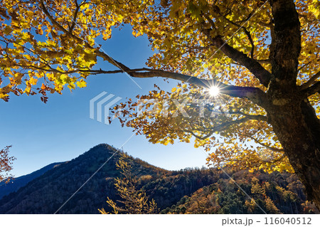 奥秩父縦走路・雁峠の紅葉と笠取山 奥秩父縦走路・雁峠の紅葉と笠取山 116040512