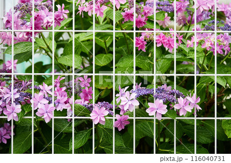 隣の庭の紫陽花 隣の庭の紫陽花 116040731