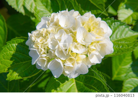白色のアジサイ 116040813