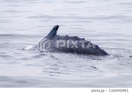 Whale surfacing in Walvis Bay 116040961