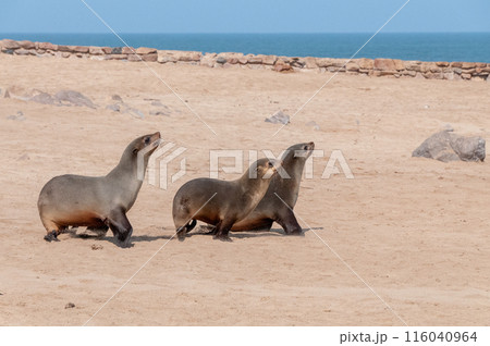 Seals at cape cross 116040964
