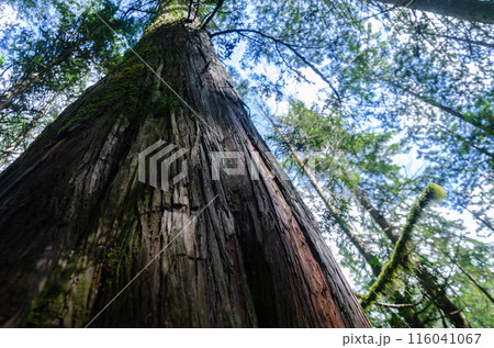 Vertical view of a large old pine tree with moss covered branches in a dense forest 116041067