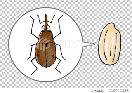 Rice weevils and rice 116041128