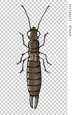 Beetle 116041144