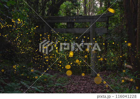 鳥居の周囲を飛び交うヒメボタル 116041228