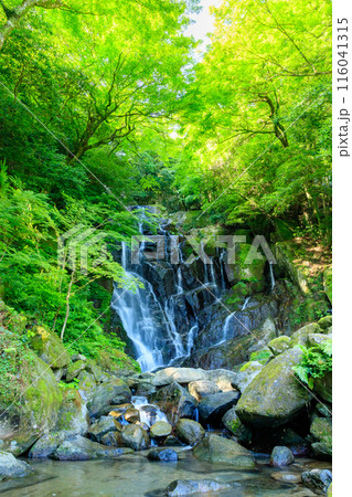 初夏の白糸の滝 福岡県糸島市 初夏の白糸の滝 福岡県糸島市 116041315