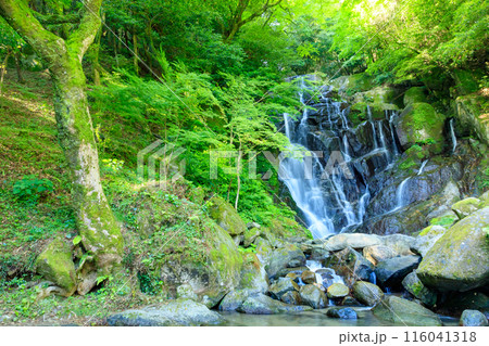 初夏の白糸の滝 福岡県糸島市 初夏の白糸の滝 福岡県糸島市 116041318