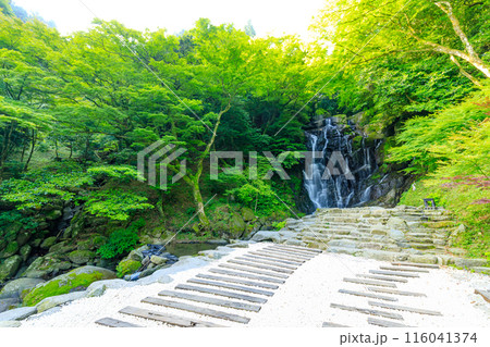 初夏の白糸の滝　福岡県糸島市 116041374