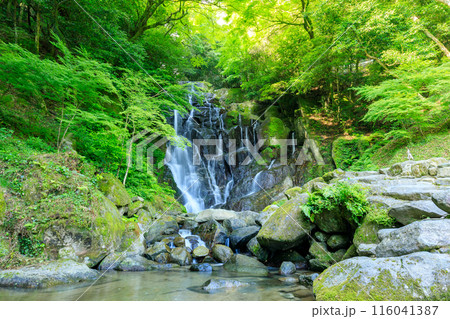 初夏の白糸の滝　福岡県糸島市 116041387