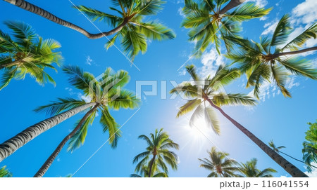 Tall palm trees with lush fronds swaying against a clear blue sky create a serene tropical atmosphere. 116041554