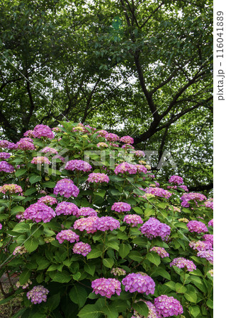 カラフルな紫陽花 116041889
