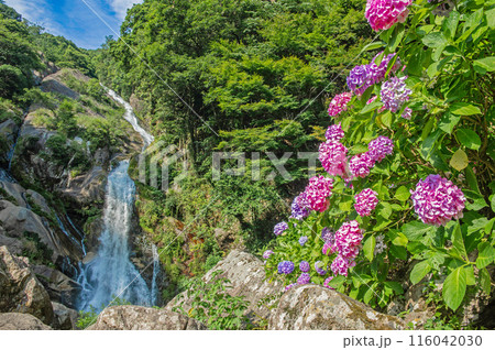 見帰りの滝とアジサイ 見帰りの滝とアジサイ 116042030