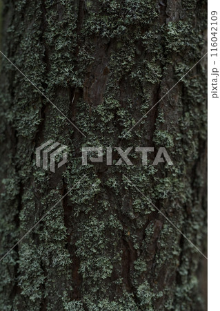 Closeup of pine bark with blue lichen 116042109