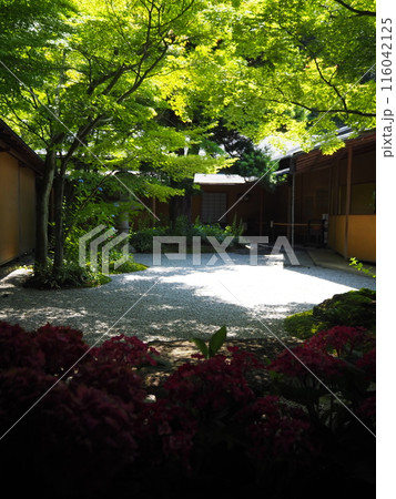 新緑と紫陽花の季節の一条恵観山荘中庭 116042125