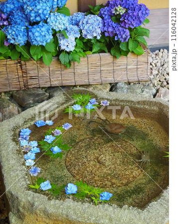 一条恵観山荘にある青い紫陽花の花手水 116042128