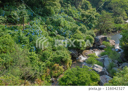 見帰りの滝遊歩道沿いのアジサイ 116042327