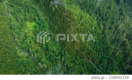 Aerial view of beautiful high altitude forest mountain landscape 116042339