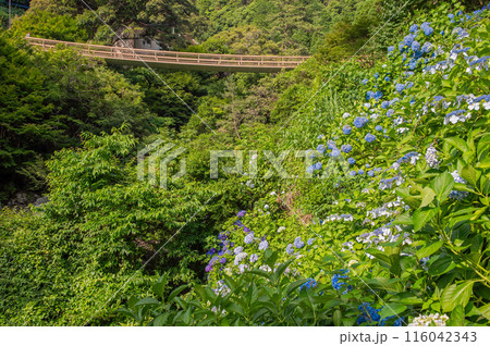 見帰りの滝遊歩道沿いのアジサイ 見帰りの滝遊歩道沿いのアジサイ 116042343