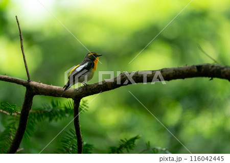 枝に止まるキビタキ 枝に止まるキビタキ 116042445