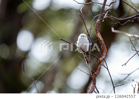 枝にとまるエナガ 116042557