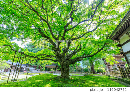 初夏の雷山千如寺大悲王院　福岡県糸島市 116042752