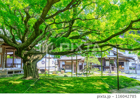 初夏の雷山千如寺大悲王院　福岡県糸島市 116042785