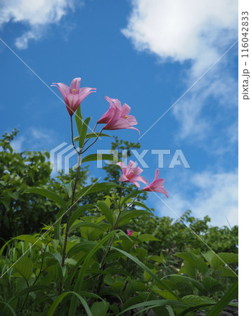 青空を向くヒメサユリ　2 116042833