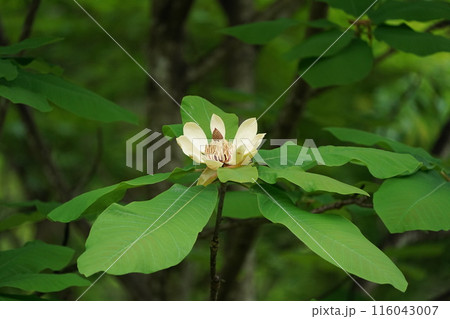 ホオノキの花 ホオノキの花 116043007