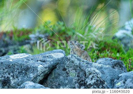 岩の上でくつろぐエゾナキウサギ 116043020