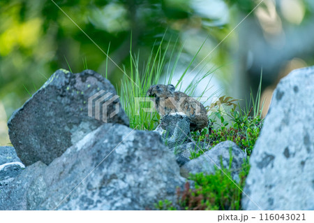岩の上で食事するエゾナキウサギ 116043021