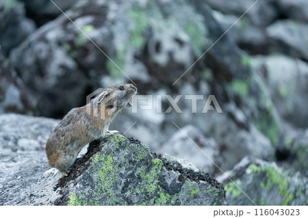 岩の上で吠えるエゾナキウサギ 116043023