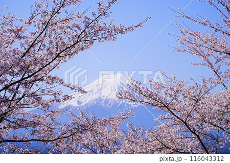 日本 山梨県 新倉山浅間公園 春の桜 富士山 日本 山梨県 新倉山浅間公園 春の桜 富士山 116043312